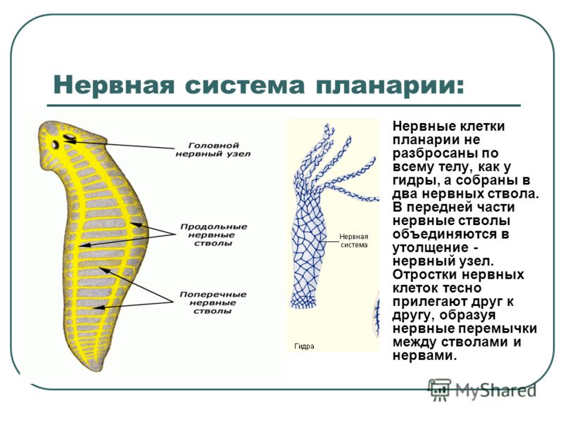 Мега зеркала тор онион мориарти кракен