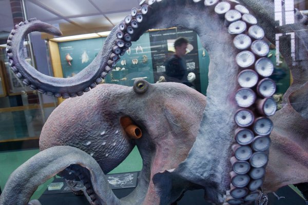 Кракен магазин kraken clear com